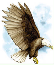 baldeagle.jpg